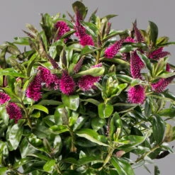 Hebe Addenda® Lila, Stämmchen, Topf-Ø 17 Cm, Höhe Ca. 60 Cm 7 Hebe Addenda® Lila, Stämmchen, Topf-Ø 17 Cm, Höhe Ca. 60 Cm -Stilvolles Gartenmöbelgeschäft 0690190217 Hebe Addenda Stamm T17 Nikka lila H60cm 3 126855