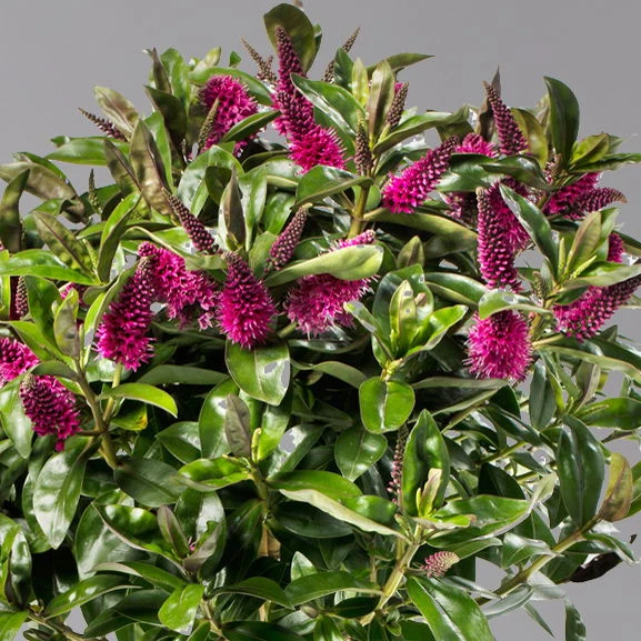 Hebe Addenda® Lila, Stämmchen, Topf-Ø 17 Cm, Höhe Ca. 60 Cm 3 Hebe Addenda® Lila, Stämmchen, Topf-Ø 17 Cm, Höhe Ca. 60 Cm – Bild 3