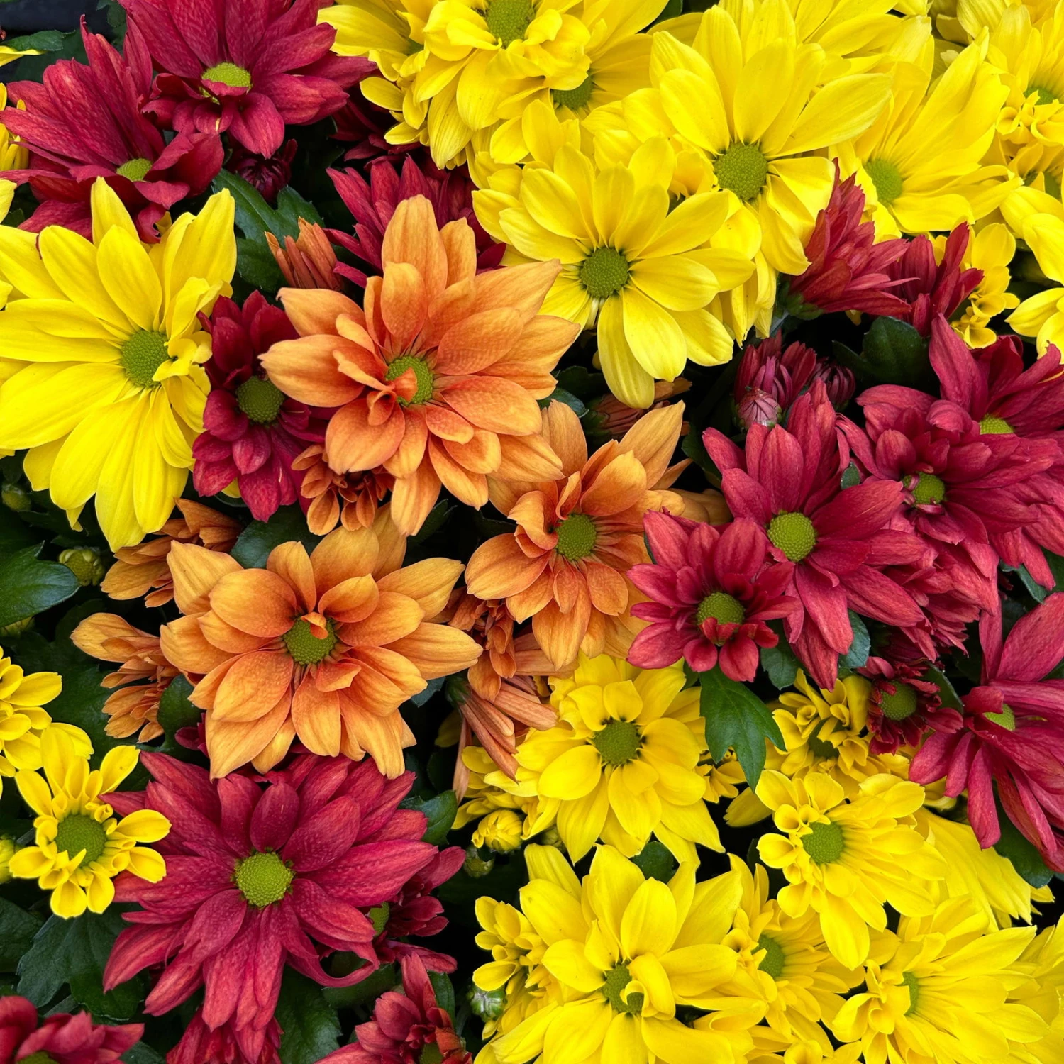 Chrysanthemen Trio 'Sunset' Orange-gelb-rot, Topf-Ø 12 Cm, 6er-Set 2 Chrysanthemen Trio 'Sunset' Orange-gelb-rot, Topf-Ø 12 Cm, 6er-Set – Bild 2