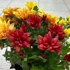 Chrysanthemen Trio 'Sunset' Orange-gelb-rot, Topf-Ø 12 Cm, 6er-Set 16 Chrysanthemen Trio 'Sunset' Orange-gelb-rot, Topf-Ø 12 Cm, 6er-Set -Stilvolles Gartenmöbelgeschäft 0691110092 0691110102 Chrysanthemum indicum Trio T12 Sunset 6er Set 4 126804