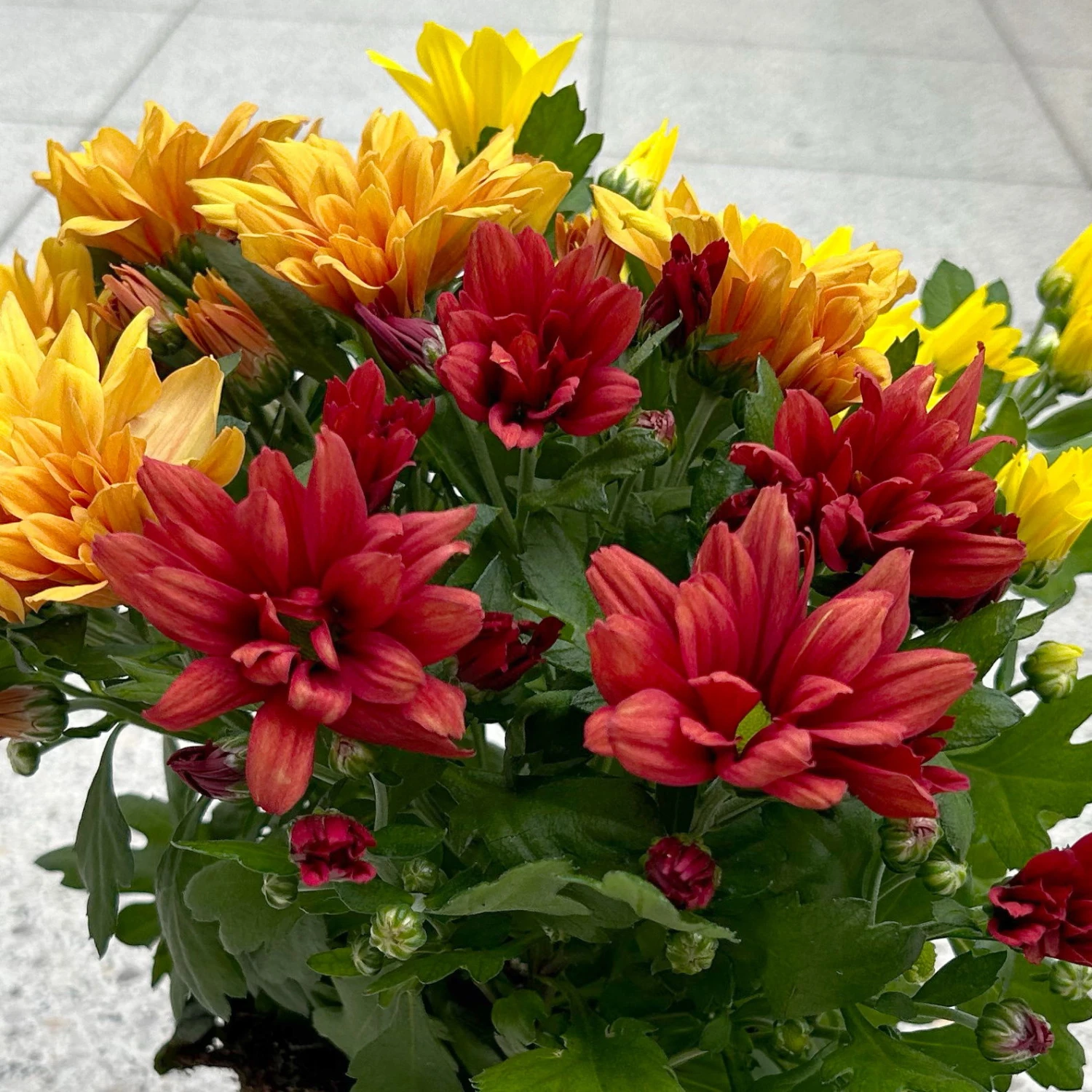 Chrysanthemen Trio 'Sunset' Orange-gelb-rot, Topf-Ø 12 Cm, 6er-Set 7 Chrysanthemen Trio 'Sunset' Orange-gelb-rot, Topf-Ø 12 Cm, 6er-Set – Bild 7