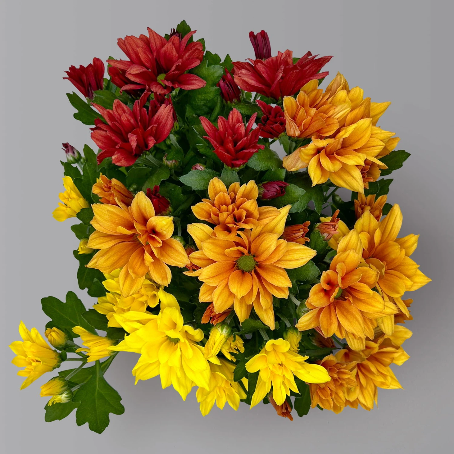 Chrysanthemen Trio 'Sunset' Orange-gelb-rot, Topf-Ø 12 Cm, 6er-Set 5 Chrysanthemen Trio 'Sunset' Orange-gelb-rot, Topf-Ø 12 Cm, 6er-Set – Bild 5