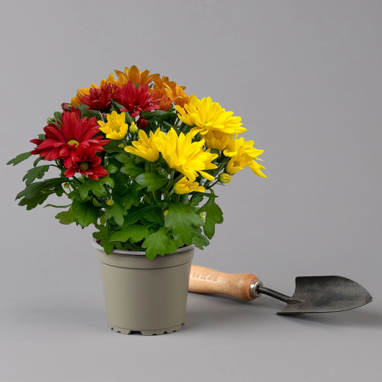 Chrysanthemen Trio 'Sunset' Orange-gelb-rot, Topf-Ø 12 Cm, 6er-Set 4 Chrysanthemen Trio 'Sunset' Orange-gelb-rot, Topf-Ø 12 Cm, 6er-Set – Bild 4