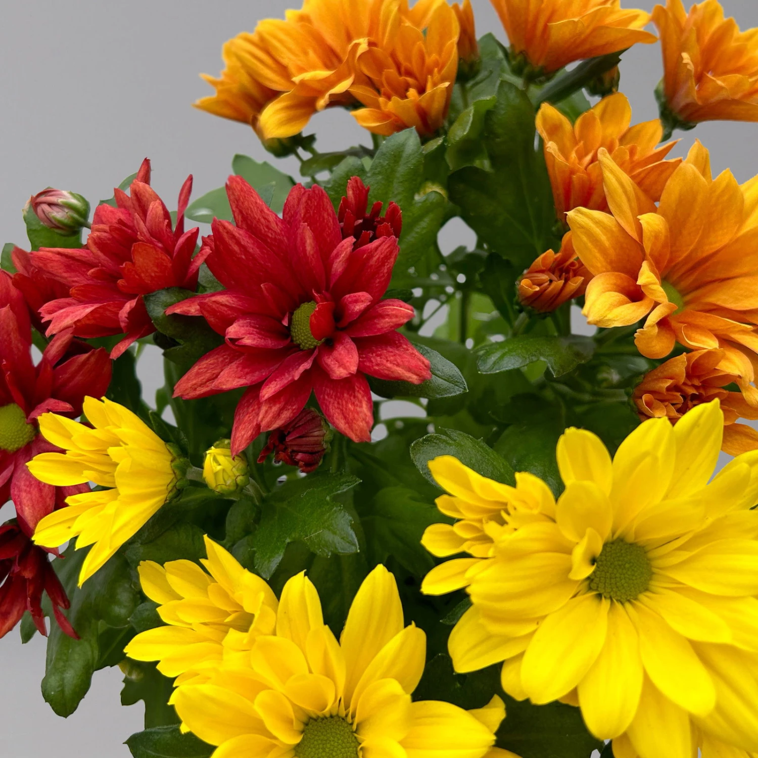 Chrysanthemen Trio 'Sunset' Orange-gelb-rot, Topf-Ø 12 Cm, 6er-Set 6 Chrysanthemen Trio 'Sunset' Orange-gelb-rot, Topf-Ø 12 Cm, 6er-Set – Bild 6