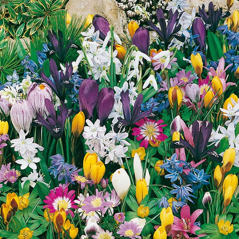 Verwilderungs-Kollektion 60 Blumenzwiebeln 2 Verwilderungs-Kollektion 60 Blumenzwiebeln – Bild 2