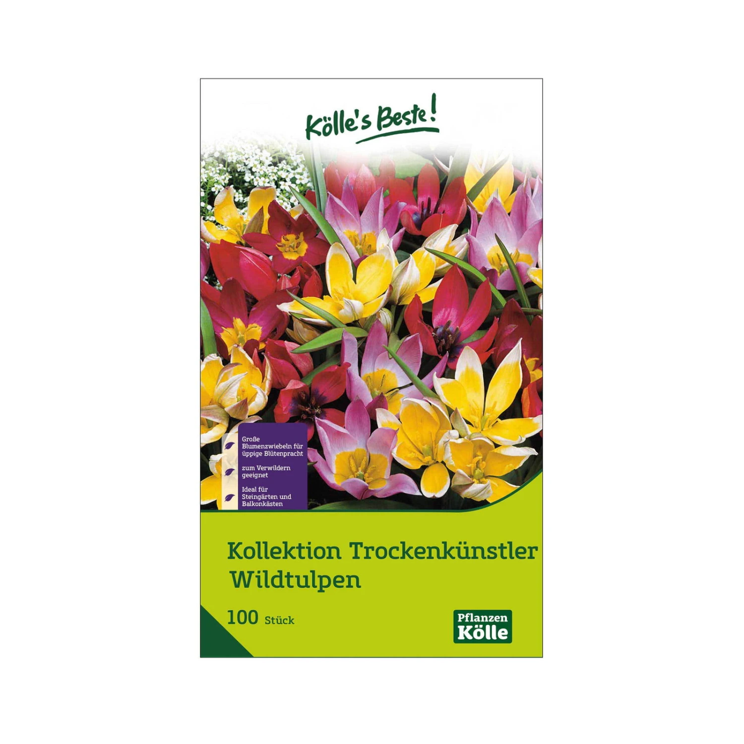 Wildtulpen Kollektion 'Trockenkünstler', 100 Blumenzwiebeln, Größe 6/+ 1 Wildtulpen Kollektion 'Trockenkünstler', 100 Blumenzwiebeln, Größe 6/+