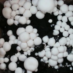 Bio Fertig-Pilzzuchtset Champignon -Stilvolles Gartenmöbelgeschäft 0740400018 BIO Fertig Pilzzuchtset Champignon 2 32242