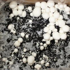 Bio Fertig-Pilzzuchtset Champignon -Stilvolles Gartenmöbelgeschäft 0740400018 BIO Fertig Pilzzuchtset Champignon 32241