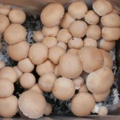 Bio Fertig-Pilzzuchtset Steinchampignon, Klein -Stilvolles Gartenmöbelgeschäft 0740400023 BIO Fertig Pilzzuchtset Steinchampignon klein 2 32250
