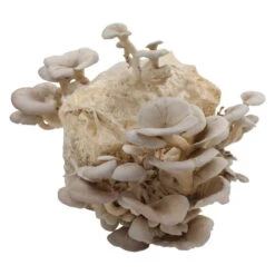 Bio Home Pilzzuchtset Für Austernpilze 5 Bio Home Pilzzuchtset Für Austernpilze -Stilvolles Gartenmöbelgeschäft 0740400024 BIO Home Pilzzuchtset Austernpilz 2 32252