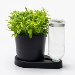 Kräuterheld, Schwarz, PP/PET, 14 X 14 X 22 Cm 5 Kräuterheld, Schwarz, PP/PET, 14 X 14 X 22 Cm -Stilvolles Gartenmöbelgeschäft 0930101632 Kraeuterheld schwarz2 116324