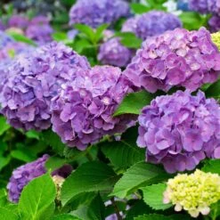 Stilvolles Gartenmöbelgeschäft -Stilvolles Gartenmöbelgeschäft 095050 hortensien a z 126235