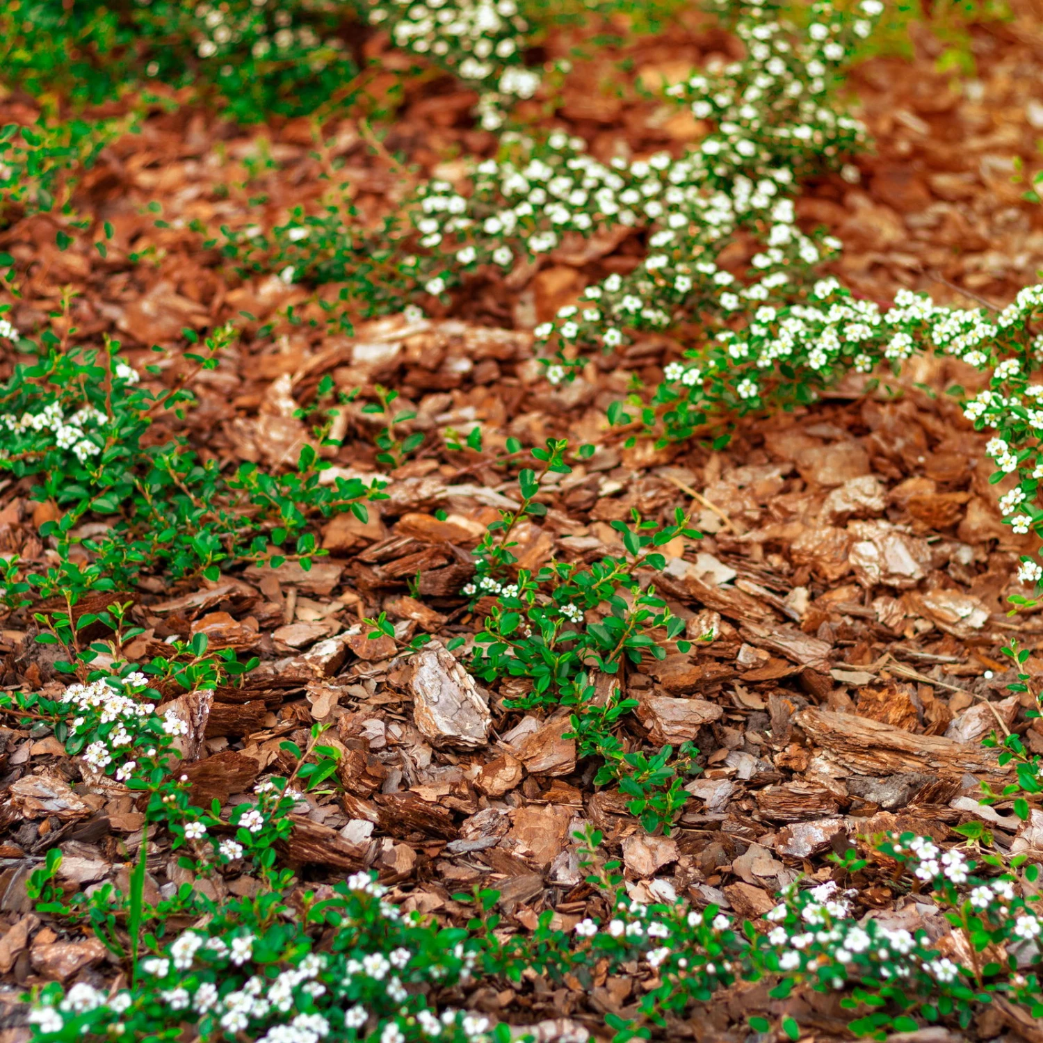 Stauden- & Rosenmulch, 2880l, 48 Sack à 60l 3 Stauden- & Rosenmulch, 2880l, 48 Sack à 60l – Bild 3