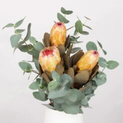 Blumenbund Protea & Eukalyptus, Inkl. Gratis Grußkarte 6 Blumenbund Protea & Eukalyptus, Inkl. Gratis Grußkarte -Stilvolles Gartenmöbelgeschäft 1025700019 Strauss Protea Grandiflora 1 101679