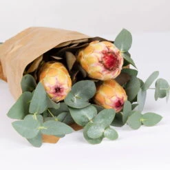 Blumenbund Protea & Eukalyptus, Inkl. Gratis Grußkarte 7 Blumenbund Protea & Eukalyptus, Inkl. Gratis Grußkarte -Stilvolles Gartenmöbelgeschäft 1025700019 Strauss Protea Grandiflora 2 1 101682