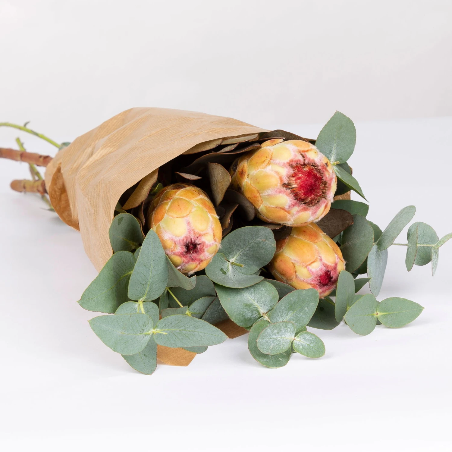 Blumenbund Protea & Eukalyptus, Inkl. Gratis Grußkarte 2 Blumenbund Protea & Eukalyptus, Inkl. Gratis Grußkarte – Bild 2