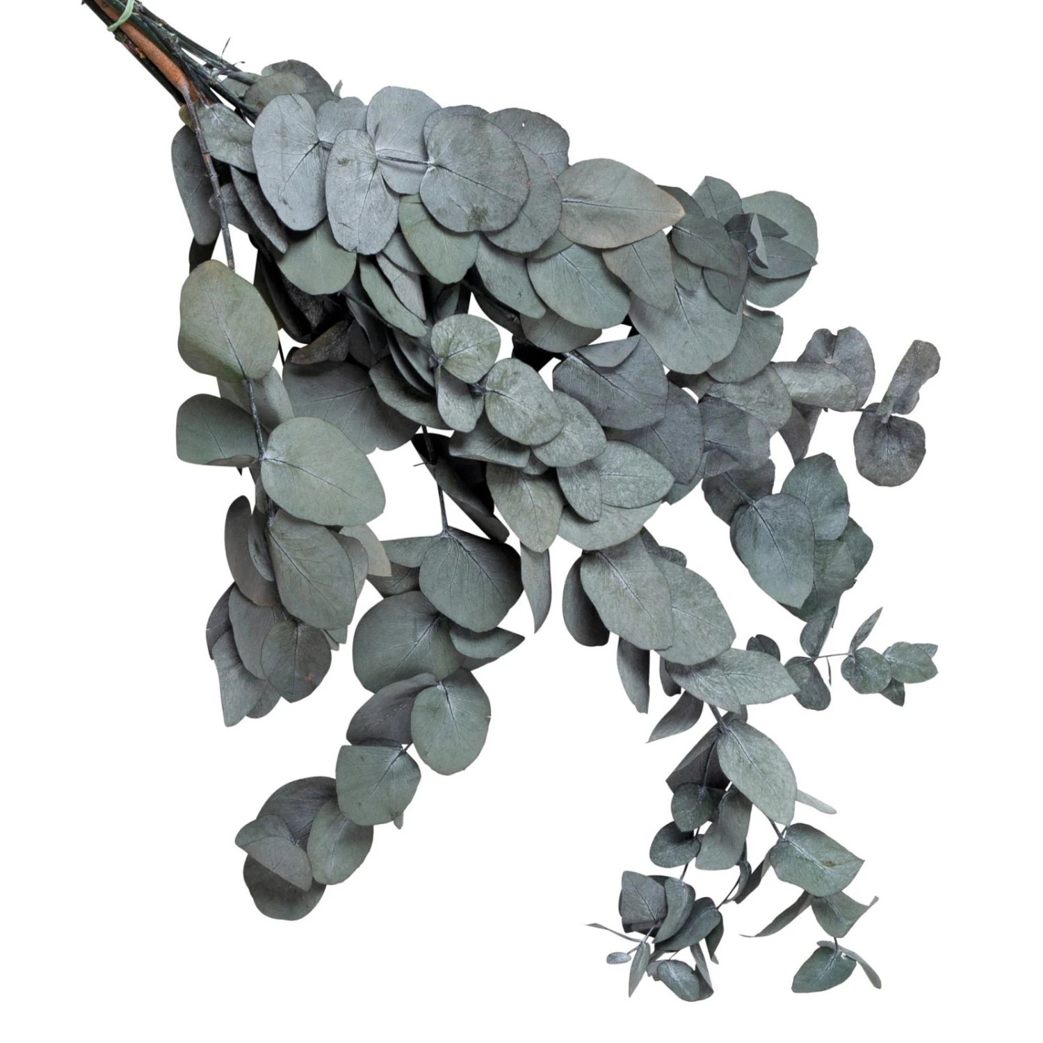 Eucalyptus Cinerea, Getrocknet, Ca. 50 Cm Lang 2 Eucalyptus Cinerea, Getrocknet, Ca. 50 Cm Lang – Bild 2