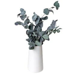 Eucalyptus Cinerea, Getrocknet, Ca. 50 Cm Lang 5 Eucalyptus Cinerea, Getrocknet, Ca. 50 Cm Lang -Stilvolles Gartenmöbelgeschäft 1055300001 Eukalyptus Natur 100gr gefriergetrocknet 2 83163