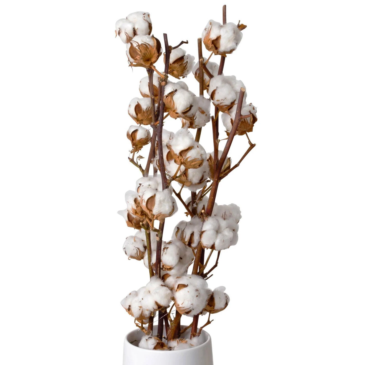 Baumwolle, 3er-Bund, 2er-Set 1 Baumwolle, 3er-Bund, 2er-Set