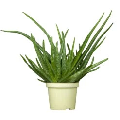 Bio Aloe 'Sweet', Topf-Ø 12 Cm, 2er-Set -Stilvolles Gartenmöbelgeschäft 1610200312 Blu Bio Aloe vera Sweet 2er Set 1 109456