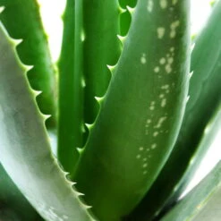 Bio Aloe 'Sweet', Topf-Ø 12 Cm, 2er-Set -Stilvolles Gartenmöbelgeschäft 1610200312 Blu Bio Aloe vera Sweet 2er Set 2 109458