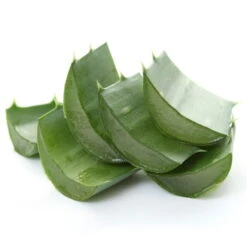 Bio Aloe 'Sweet', Topf-Ø 12 Cm, 2er-Set -Stilvolles Gartenmöbelgeschäft 1610200312 Blu Bio Aloe vera Sweet 2er Set 4 109459