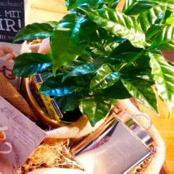 Blu Bio Kaffeepflanze, Topf-Ø 12 Cm, 2er Set 13 Blu Bio Kaffeepflanze, Topf-Ø 12 Cm, 2er Set -Stilvolles Gartenmöbelgeschäft 1610200353 Blu Bio Kaffee Echter T12 2er Set Coffea arabica 5 122693