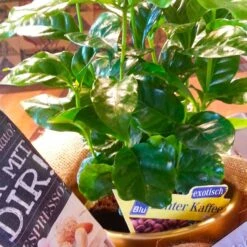 Blu Bio Kaffeepflanze, Topf-Ø 12 Cm, 2er Set 12 Blu Bio Kaffeepflanze, Topf-Ø 12 Cm, 2er Set -Stilvolles Gartenmöbelgeschäft 1610200353 Blu Bio Kaffee Echter T12 2er Set Coffea arabica 6 122692