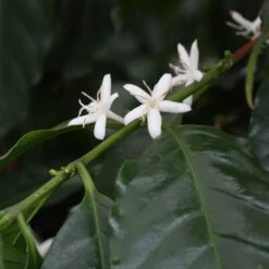 Blu Bio Kaffeepflanze, Topf-Ø 12 Cm, 2er Set 10 Blu Bio Kaffeepflanze, Topf-Ø 12 Cm, 2er Set -Stilvolles Gartenmöbelgeschäft 1610200353 blu bio kaffee echter 2 122665