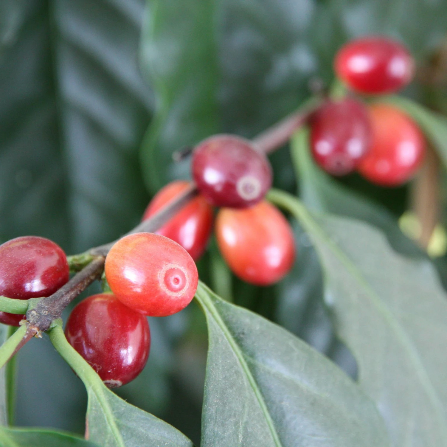 Blu Bio Kaffeepflanze, Topf-Ø 12 Cm, 2er Set 1 Blu Bio Kaffeepflanze, Topf-Ø 12 Cm, 2er Set