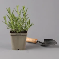 Grillkräuter Salbei, Rosmarin & Thymian, Topf 11x11 Cm, Inkl. Greenbar® 14 Grillkräuter Salbei, Rosmarin & Thymian, Topf 11x11 Cm, Inkl. Greenbar® -Stilvolles Gartenmöbelgeschäft 1610300382 rosmarin Greenbar Grillkraeuter Kasten Anthrazit und 3Kraeuter t 122891