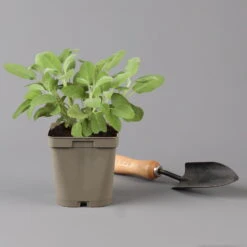 Grillkräuter Salbei, Rosmarin & Thymian, Topf 11x11 Cm, Inkl. Greenbar® 13 Grillkräuter Salbei, Rosmarin & Thymian, Topf 11x11 Cm, Inkl. Greenbar® -Stilvolles Gartenmöbelgeschäft 1610300382 salbei Greenbar Grillkraeuter Kasten Anthrazit und 3Kraeuter t 122890