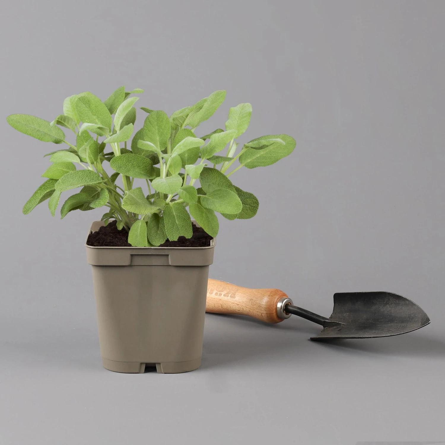 Grillkräuter Salbei, Rosmarin & Thymian, Topf 11x11 Cm, Inkl. Greenbar® 4 Grillkräuter Salbei, Rosmarin & Thymian, Topf 11x11 Cm, Inkl. Greenbar® – Bild 4