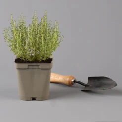 Grillkräuter Salbei, Rosmarin & Thymian, Topf 11x11 Cm, Inkl. Greenbar® 12 Grillkräuter Salbei, Rosmarin & Thymian, Topf 11x11 Cm, Inkl. Greenbar® -Stilvolles Gartenmöbelgeschäft 1610300382 thymian Greenbar Grillkraeuter Kasten Anthrazit und 3Kraeuter t 122889