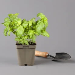 Küchenkräuter Basilikum, Oregano & Petersilie, Topf 11x11 Cm, Inkl. Greenbar® -Stilvolles Gartenmöbelgeschäft 1610300383 basilikum Greenbar Kuechenkraeuter Kasten Anthrazit und 3Kraeuter 122886