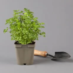 Küchenkräuter Basilikum, Oregano & Petersilie, Topf 11x11 Cm, Inkl. Greenbar® -Stilvolles Gartenmöbelgeschäft 1610300383 petersilie Greenbar Kuechenkraeuter Kasten Anthrazit und 3Kraeuter 122884