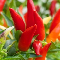 Bio Chili 'Feuerküsschen', Scharf, Topf-Ø 12 Cm, 3er-Set -Stilvolles Gartenmöbelgeschäft 1620330091 Blu Bio Feuerkuesschen 3er Set 4 109483