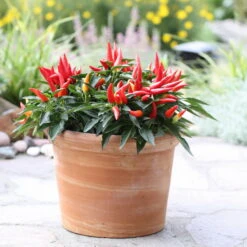 Bio Paprika 'Naschzipfel', Mild, Topf-Ø 12 Cm, 3er-Set -Stilvolles Gartenmöbelgeschäft 1620330092 Blu Bio Naschzipfel mild 3er Set 4 109485