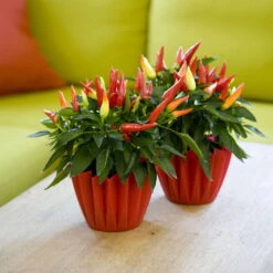 Bio Paprika 'Naschzipfel', Mild, Topf-Ø 12 Cm, 3er-Set -Stilvolles Gartenmöbelgeschäft 1620330092 Blu Bio Naschzipfel mild 3er Set 5 109486