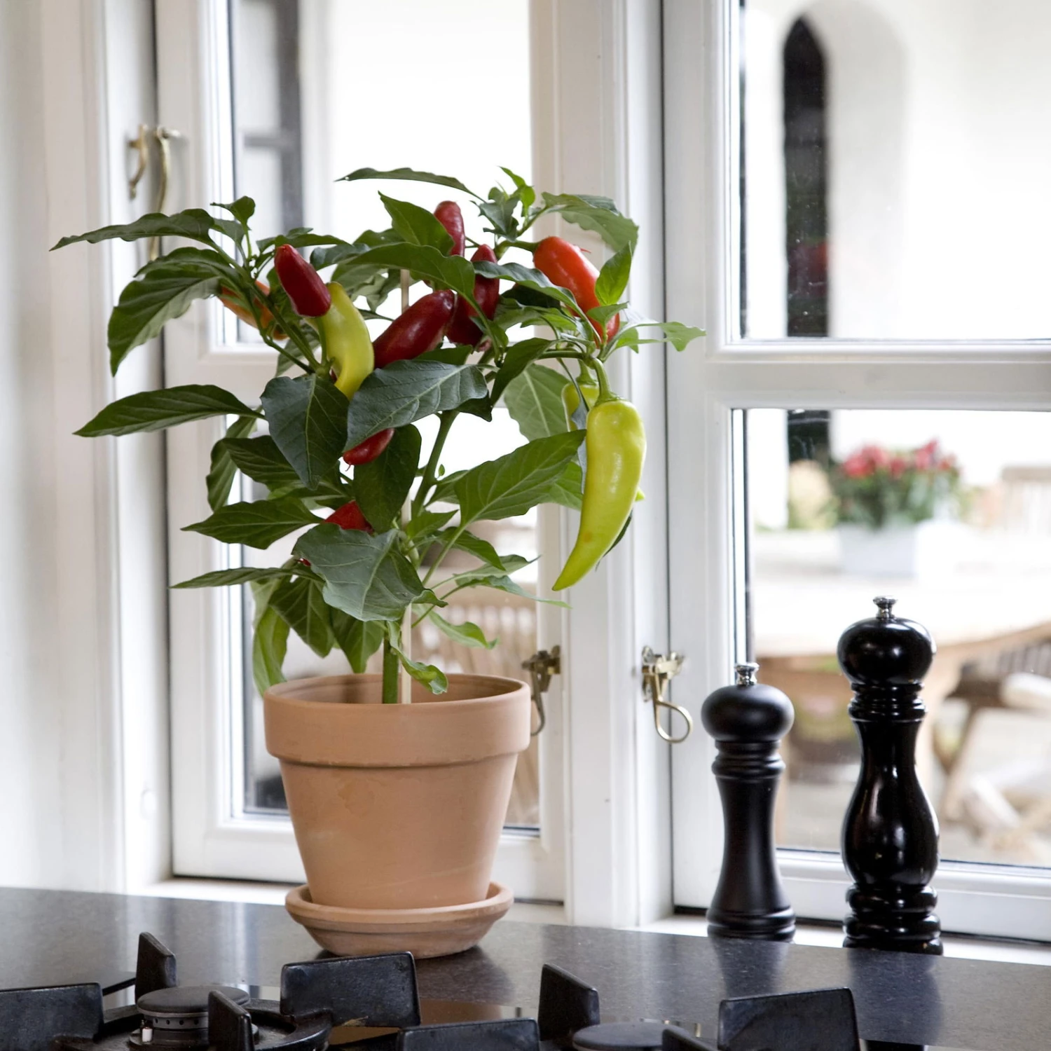 Blu Bio Snack-Chili, Mittelscharf, Topf-Ø 12 Cm, 3er-Set 2 Blu Bio Snack-Chili, Mittelscharf, Topf-Ø 12 Cm, 3er-Set – Bild 2