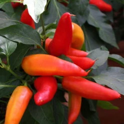 Blu Bio Snack-Chili, Mittelscharf, Topf-Ø 12 Cm, 3er-Set 8 Blu Bio Snack-Chili, Mittelscharf, Topf-Ø 12 Cm, 3er-Set -Stilvolles Gartenmöbelgeschäft 1620330094 Blu Bio Snack Chilli mittelscharf 3er Set 4 109488