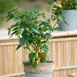 Blu Bio Chilipflanze Tropfen-Chili, Topf-Ø 15 Cm, 3er Set -Stilvolles Gartenmöbelgeschäft 1620330114 Blu Bio Tropfen Chili T12 3er Set mild bis leichte Schaerfe 1 124230