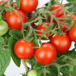 Blu Bio Cocktailtomate 'Naschtomate F1', Topf-Ø 12 Cm, 3er Set -Stilvolles Gartenmöbelgeschäft 1620330131 Blu Bio Naschtomate T12 3er Set Cocktailtomate 1 124301