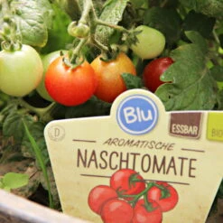 Blu Bio Cocktailtomate 'Naschtomate F1', Topf-Ø 12 Cm, 3er Set -Stilvolles Gartenmöbelgeschäft 1620330131 Blu Bio Naschtomate T12 3er Set Cocktailtomate 2 124300