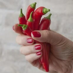 Blu Bio Chilipflanze Zwerg-Chili, Topf-Ø 12 Cm, 3er Set -Stilvolles Gartenmöbelgeschäft 1620330132 Blu Bio Zwerg Chili mit Fruechte T12 3er Set extra scharf 1 124309