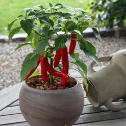 Blu Bio Chilipflanze Zwerg-Chili, Topf-Ø 12 Cm, 3er Set -Stilvolles Gartenmöbelgeschäft 1620330132 Blu Bio Zwerg Chili mit Fruechte T12 3er Set extra scharf 6 124307