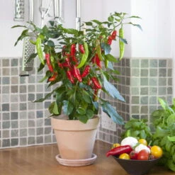 Blu Bio Chilipflanze Zwerg-Chili, Topf-Ø 12 Cm, 3er Set -Stilvolles Gartenmöbelgeschäft 1620330132 Blu Bio Zwerg Chili mit Fruechte T12 3er Set extra scharf 9 124306