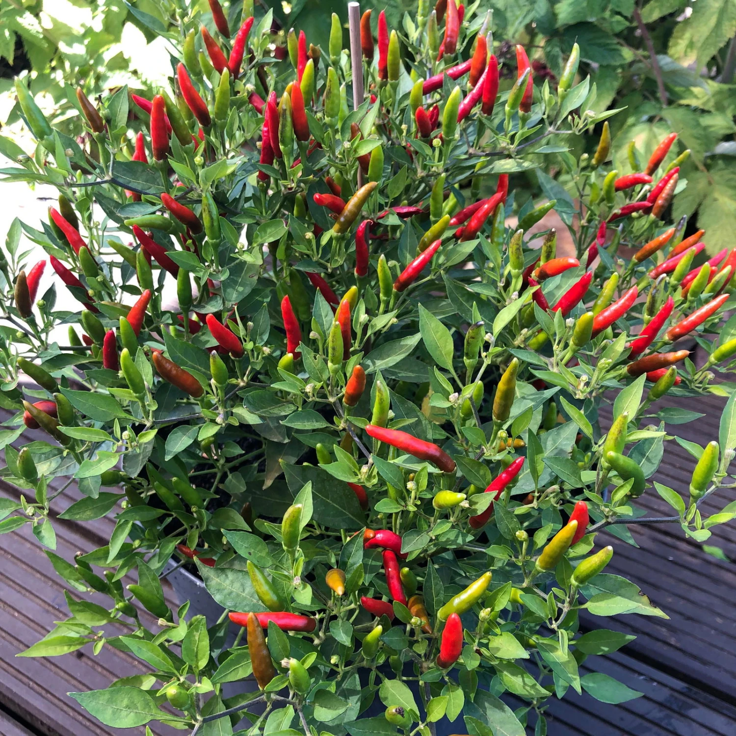 Blu Bio Chili 'Thai Chili F1', Topf-Ø 15 Cm, 3er Set 7 Blu Bio Chili 'Thai Chili F1', Topf-Ø 15 Cm, 3er Set – Bild 7