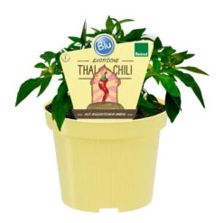 Blu Bio Chili 'Thai Chili F1', Topf-Ø 15 Cm, 3er Set 13 Blu Bio Chili 'Thai Chili F1', Topf-Ø 15 Cm, 3er Set -Stilvolles Gartenmöbelgeschäft 1620330133 Blu Bio Thai Chili T15 3er Set mit Fruechte 1 124312