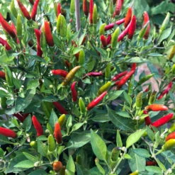 Blu Bio Chili 'Thai Chili F1', Topf-Ø 15 Cm, 3er Set 15 Blu Bio Chili 'Thai Chili F1', Topf-Ø 15 Cm, 3er Set -Stilvolles Gartenmöbelgeschäft 1620330133 Blu Bio Thai Chili T15 3er Set mit Fruechte 2 124314